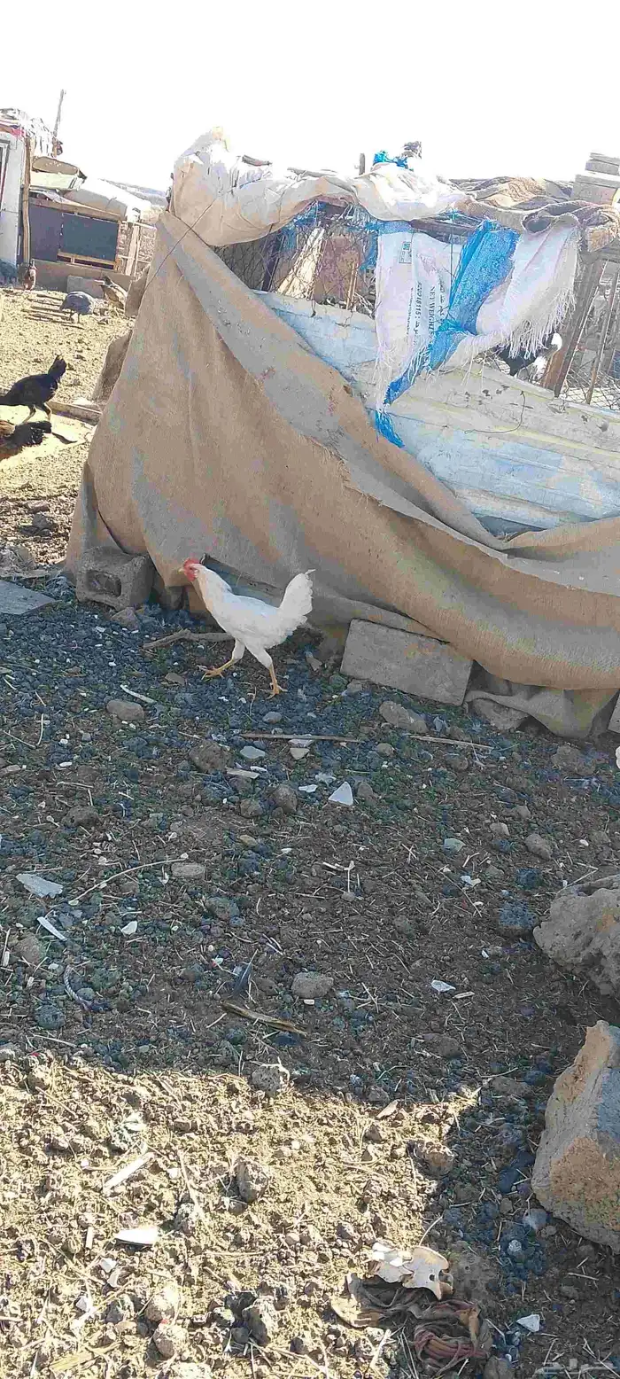 ديكه للبيع 0
