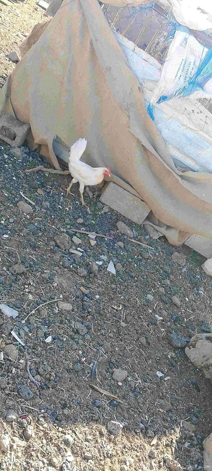 ديكه للبيع 1