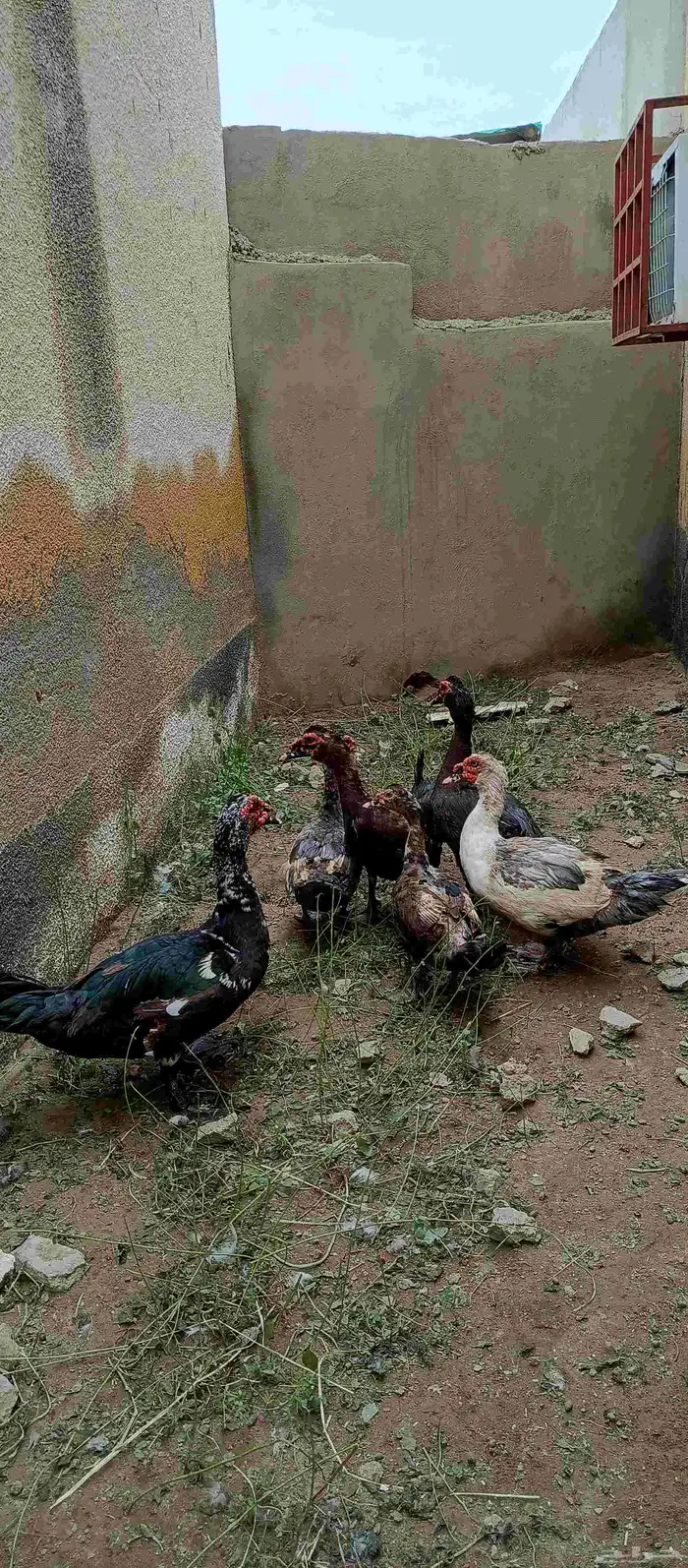 بط بلدي 1
