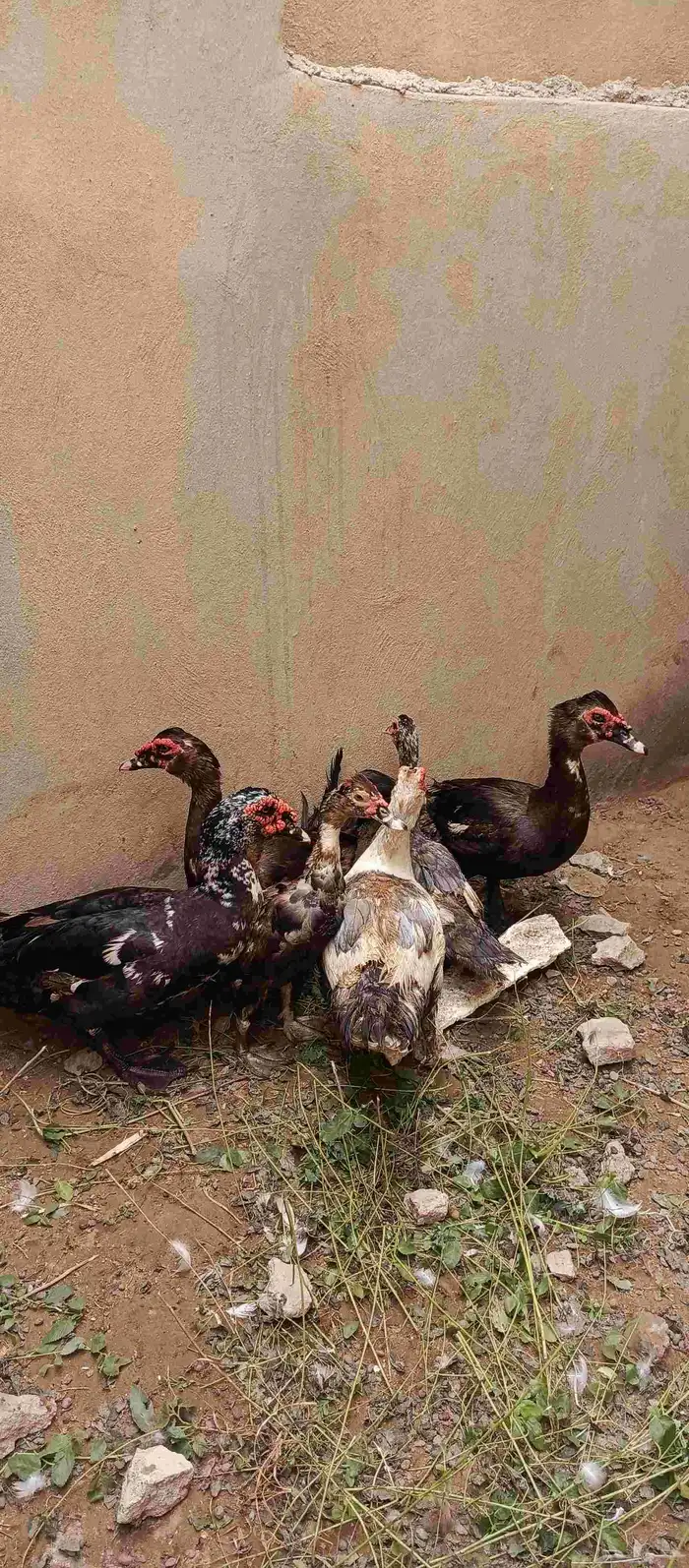 بط بلدي 2
