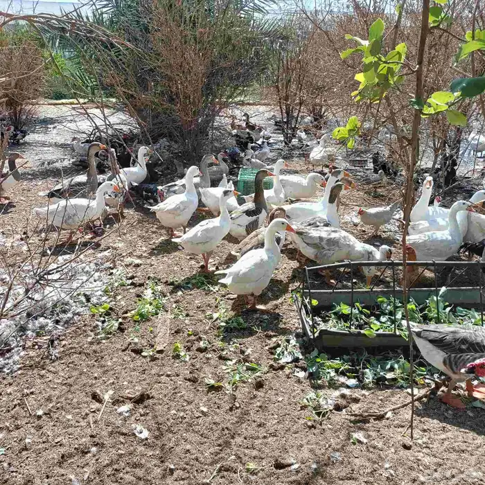 للبيع بط بالجمله 0