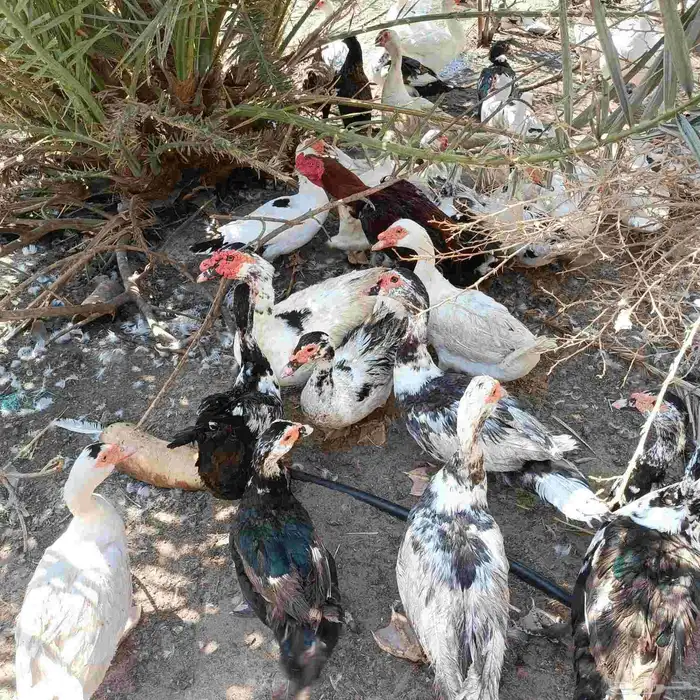 للبيع بط بالجمله 2