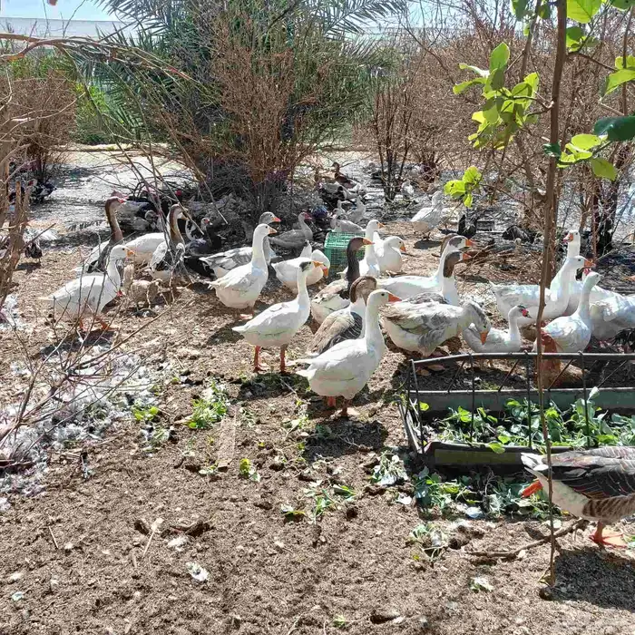 للبيع بط بالجمله 1