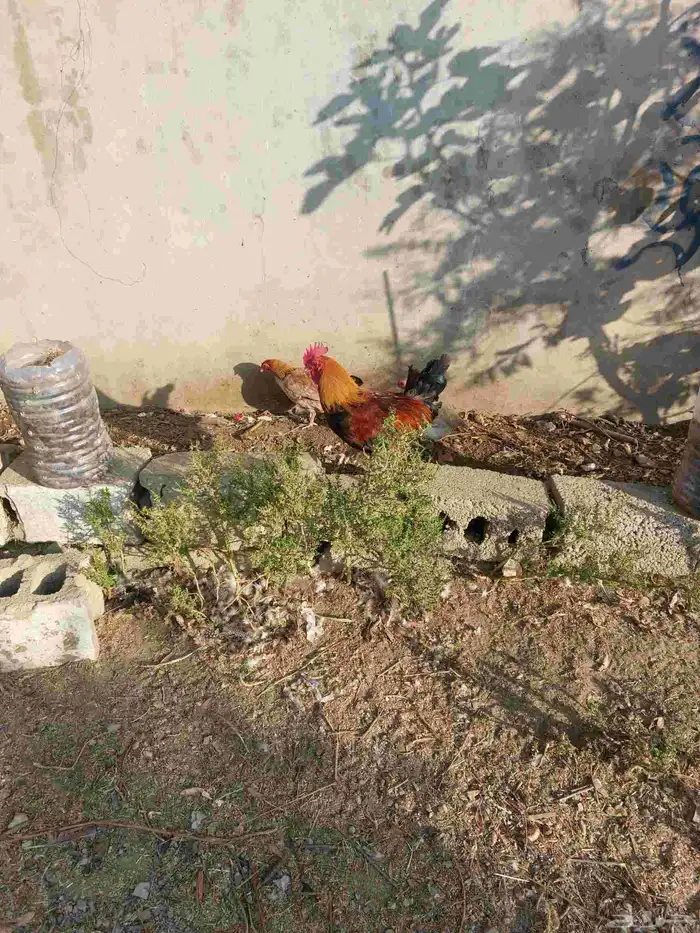 دجاج بلدي العدد 20والحجل اربع والبط 7 1