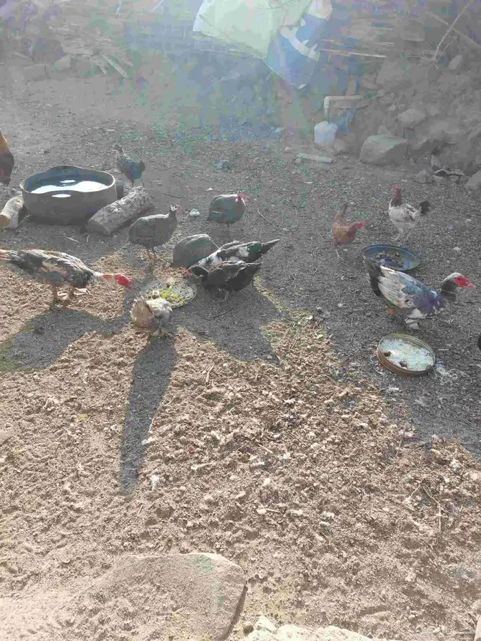 دجاج بلدي العدد 20والحجل اربع والبط 7 2