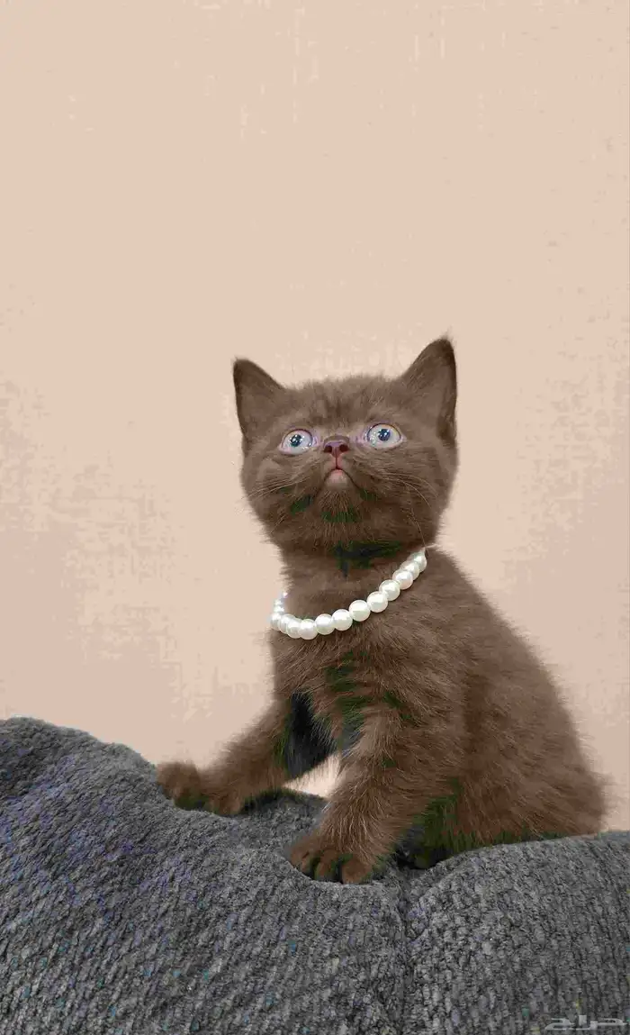 قطة سكوتش سينامون أصول مسجلة 1