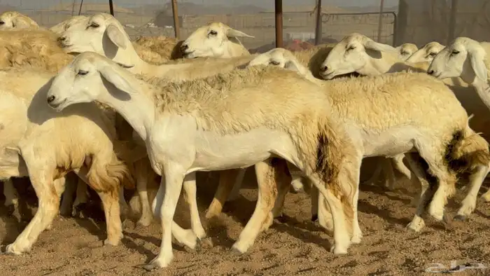 غنم حريات رخال طيبه عددها 50 1