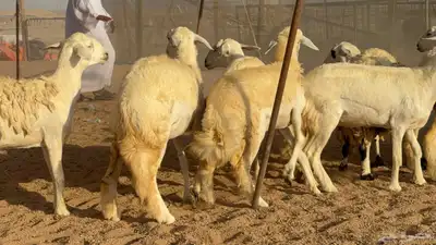 غنم حريات رخال طيبه عددها 50 index