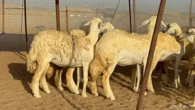 غنم حريات رخال طيبه عددها 50 index