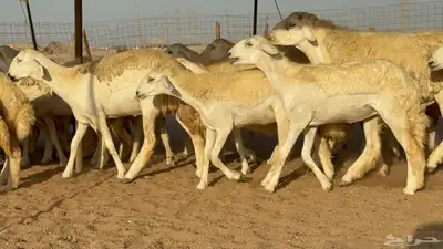 غنم حريات رخال طيبه عددها 50 index