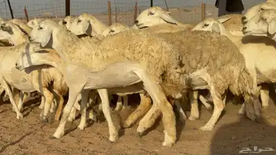غنم حريات رخال طيبه عددها 50 index
