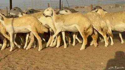 غنم حريات رخال طيبه عددها 50 index