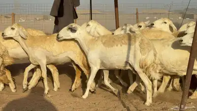 غنم حريات رخال طيبه عددها 50 index
