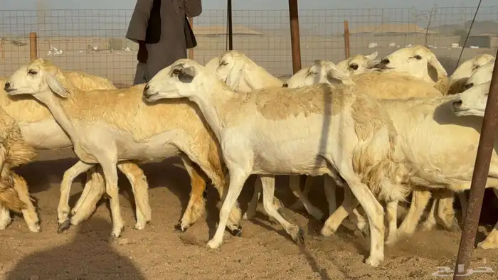 غنم حريات رخال طيبه عددها 50 6
