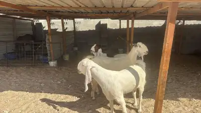 للبيع عدد 3 معزا هولنديه مشاريك دفيع شرط وسلم سن وديد index