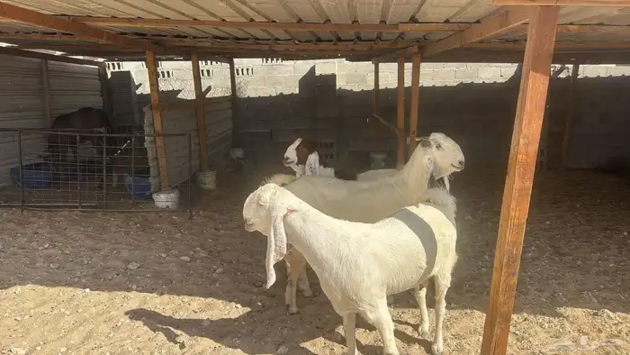 للبيع عدد 3 معزا هولنديه مشاريك دفيع شرط وسلم سن وديد 0