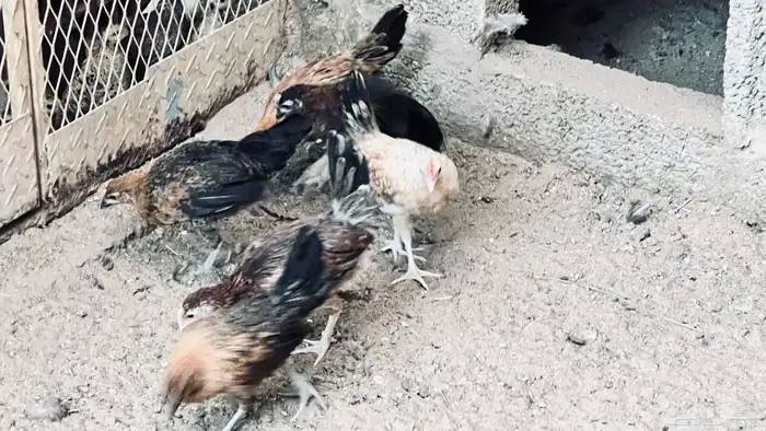 دجاج بلدي للبيع في بيشة 2