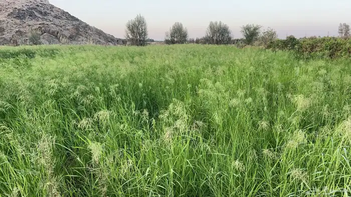 اعلاف 1