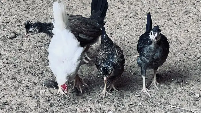 بلدي للبيع في بيشة 11