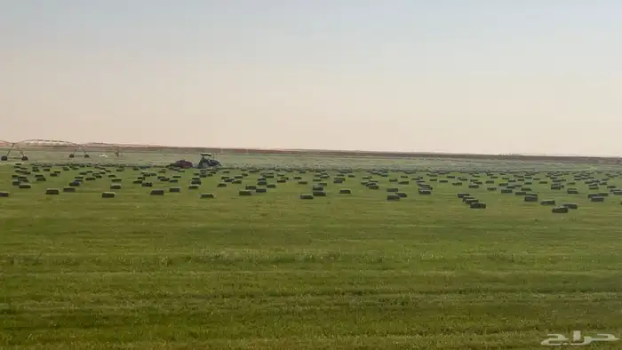 رودس ناعم اللبيع ومواصل الي شبك وعلى حسب طلب في نجران 10