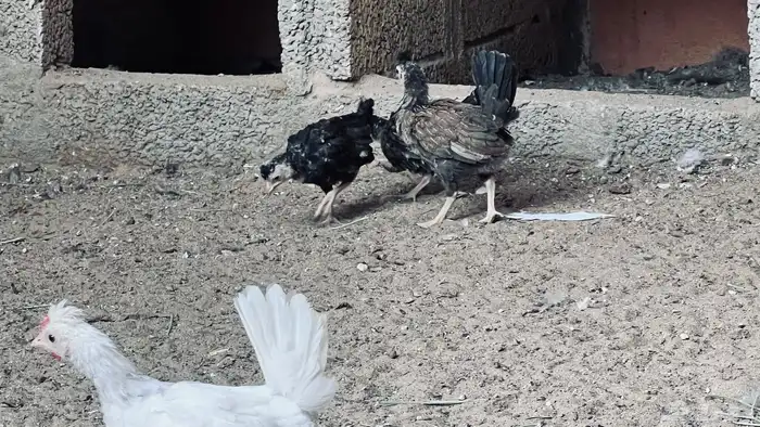 بلدي للبيع في بيشة 13