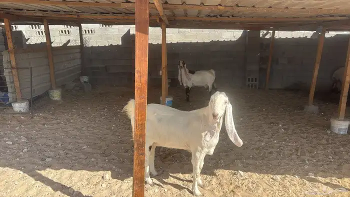 للبيع عدد 3 معزا هولنديه مشاريك دفيع شرط وسلم سن وديد 3