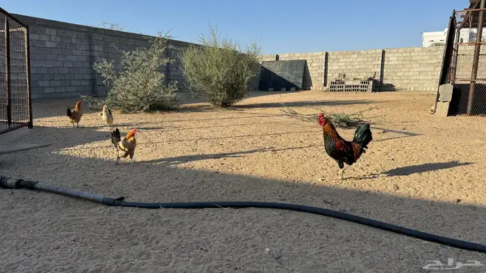دجاج بلدي للبيع 0