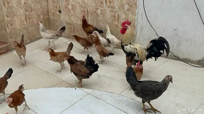 دجاج بلدي للبيع. 5