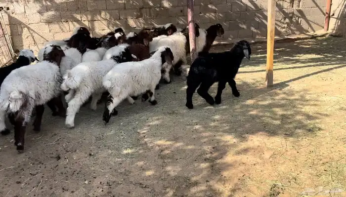 بهم طيب للبيع 0