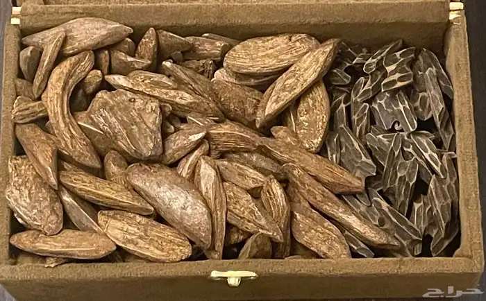 عود مروكي محسن مع تايقر كمبودي محسن مزاد يبدء بي ريال واحد 0