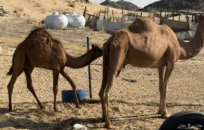 ناقتين تحتها بكرة index