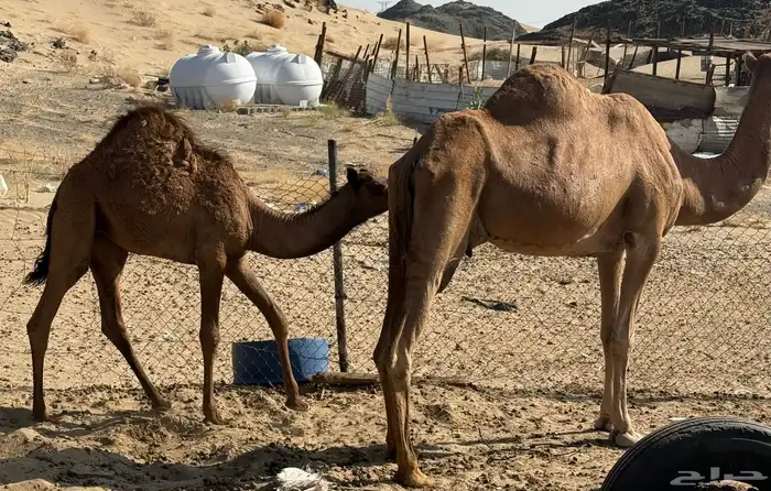 ناقة تحتها بكرة 3