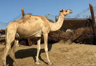 ناقتين تحتها بكرة index