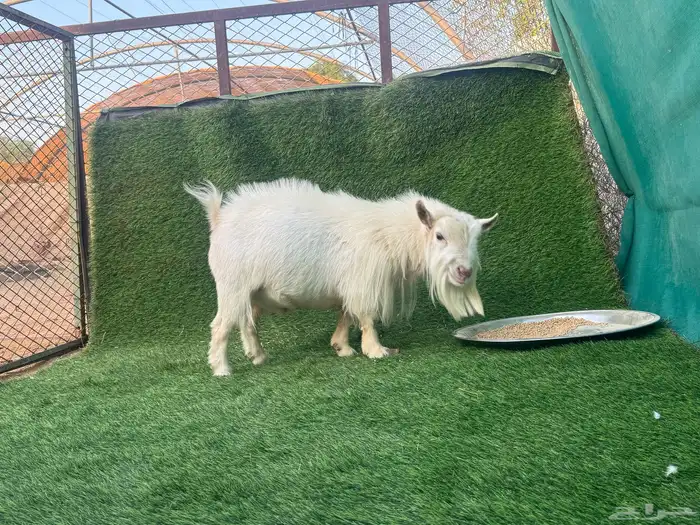 المزاحميه نساح 6