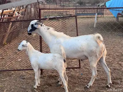 تيس فحل index