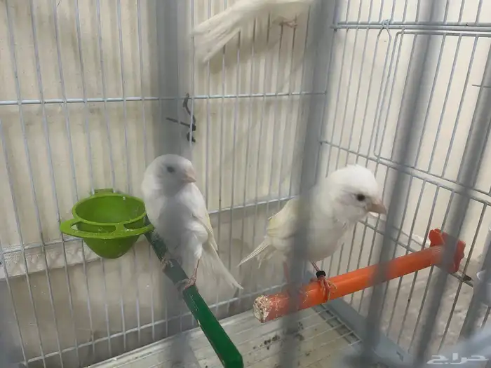 كناري أبيض 3