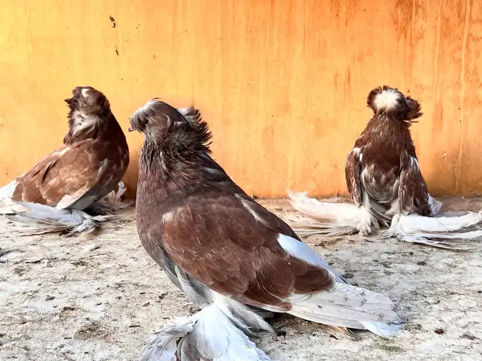 طبه بخارة ريد اش 9