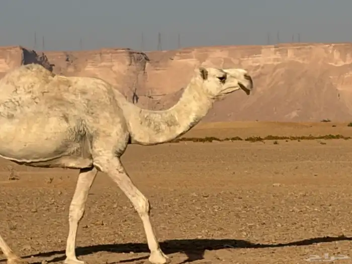 ضروب وضحى 3