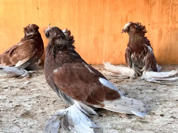 طبه بخارة ريد اش 13