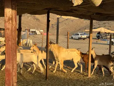 أعراض لكم معزه بيشيات index