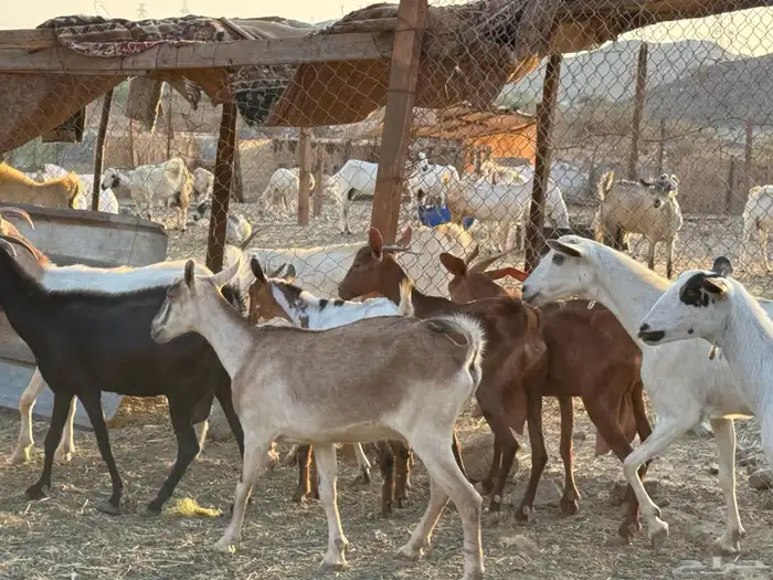 أعراض لكم معزه بيشيات 4