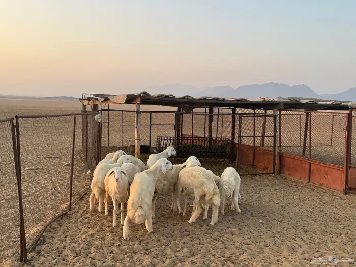 طليان ورخال مناسبات للبيع 3