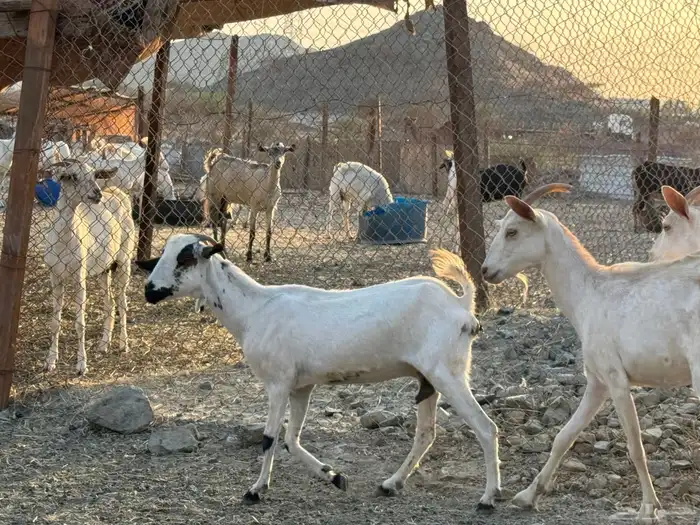 أعراض لكم معزه بيشيات 6