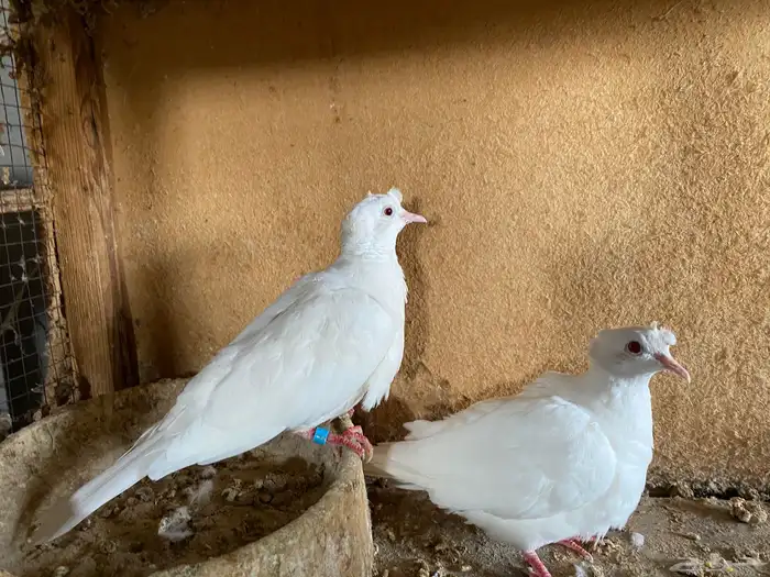 للبيع حمام ياكريم دبل كرست البينو 4
