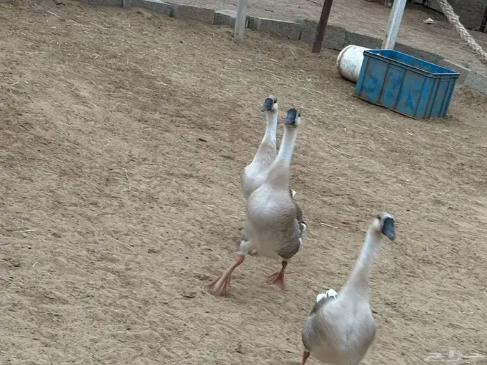 وز عراقي للبيع 11