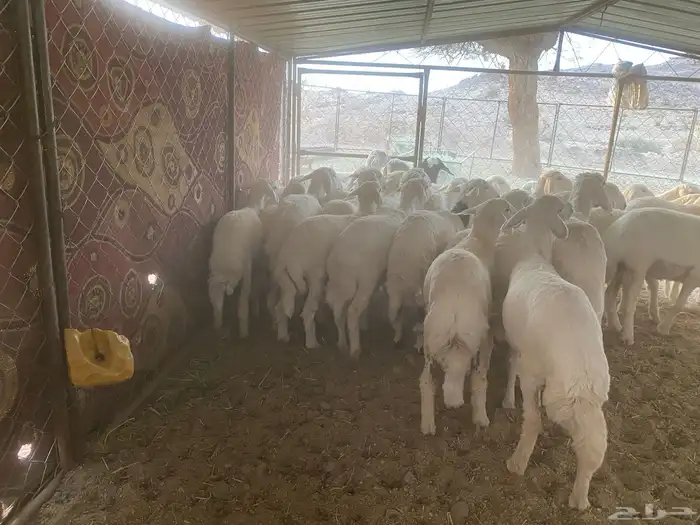 للبيع بهم العدد 35 بهم كفو ونظيف على الشرط تواصل 058345602 0