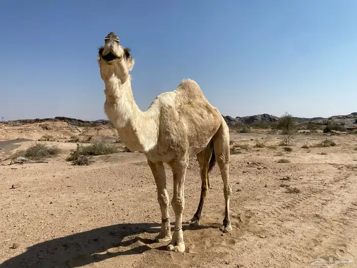 ابل فحول وحشوان وخلفات ولقاح 3