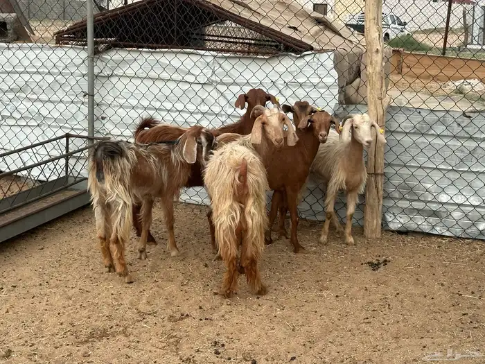 ست معزاء مصريات 0