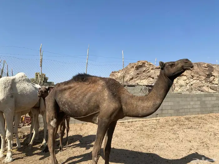 ابل فحول وحشوان وخلفات ولقاح 2