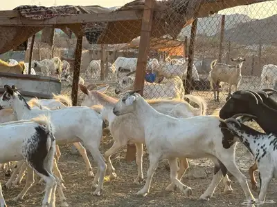 أعراض لكم معزه بيشيات index